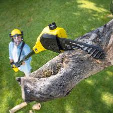 Best Palm Tree Trimming  in Fairmount, TN