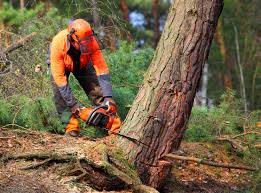 Best Hazardous Tree Removal  in Fairmount, TN