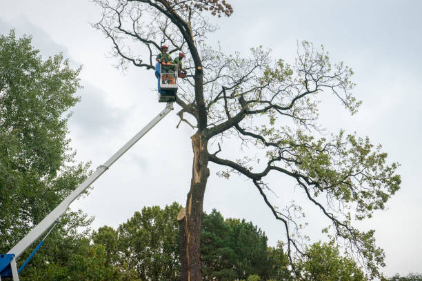 Best Tree Removal  in Fairmount, TN