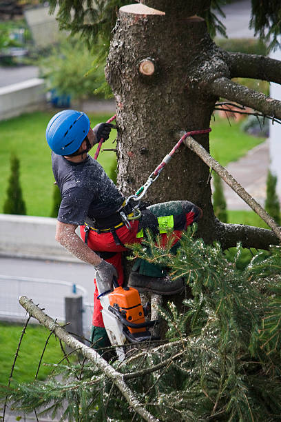 Best Palm Tree Trimming  in Fairmount, TN